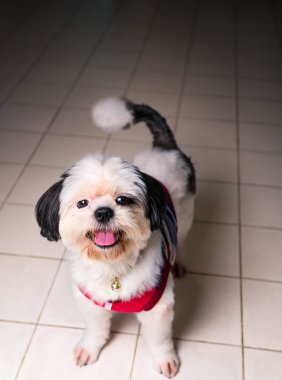 Küçük köpekler görünümlü ve sevimli duruyorsun.