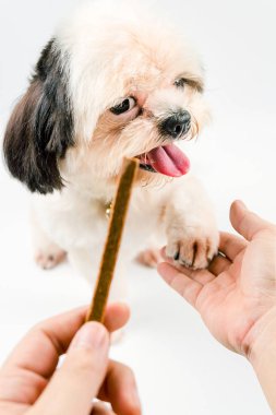 Shih-tzu köpek doğurmak beyaz tatlılar gizlice dikkatle izliyor muydun.