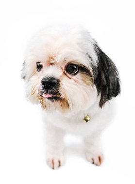 Sevimli tavırları ve dil küçük köpekler.