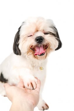  küçük beyaz köpek gülümsüyor.