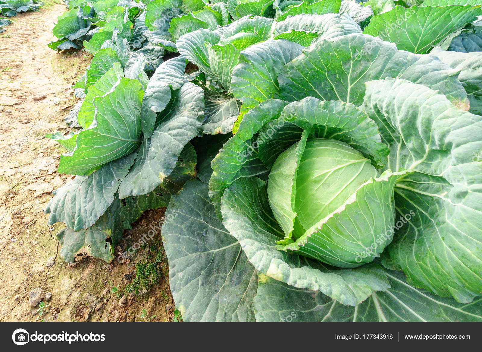 Cabbage head and saw up close and see the details of vegetables