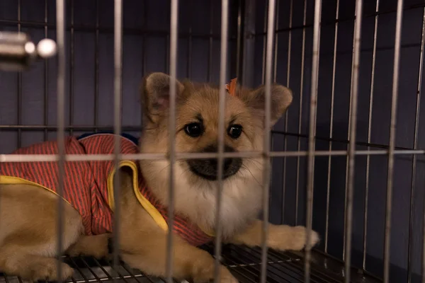 little dog who was trapped in a cage, absolutely pathetic