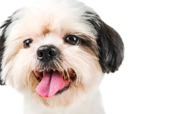 Face of the little dog breed Shih-tzu looking for something. Stock Photo