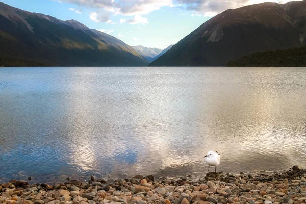 Küçük beyaz kuş Gölü sevimli. — Stok fotoğraf