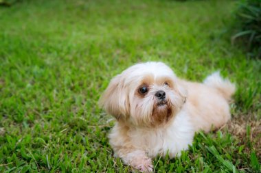 Köpek doğurmak çim bahçesinde Shih-Tzu Brown kürk