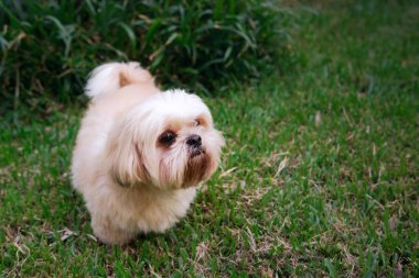 Köpek doğurmak çim bahçesinde Shih-Tzu Brown kürk