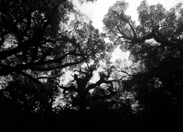 Ramos de árvores que olham e sentem para a arte — Fotografia de Stock