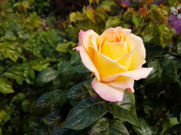 Rosas amarelas estão florescendo — Fotografia de Stock