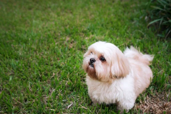 Hund rasen Shih-Tzu brun päls som är i trädgården av gräs — Stockfoto