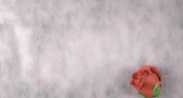 红玫瑰是用来给爱的 爱是美丽的东西 用它作为背景 — 图库照片