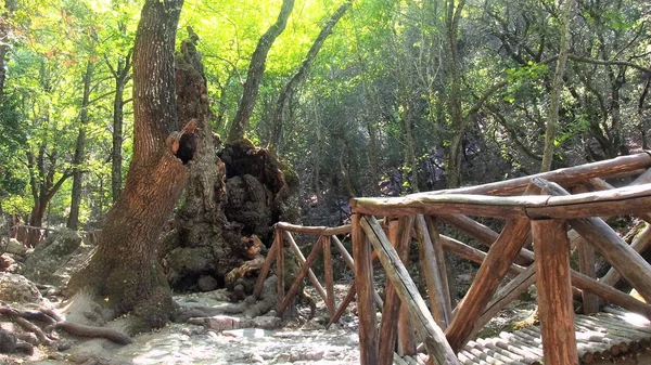 Belle et mystérieuse vallée parfois sombre de papillons dans l'île de Rhodes, Grèce à visiter par les touristes, avec de nombreux ruisseaux et de magnifiques ponts et passerelles en bois . — Photo