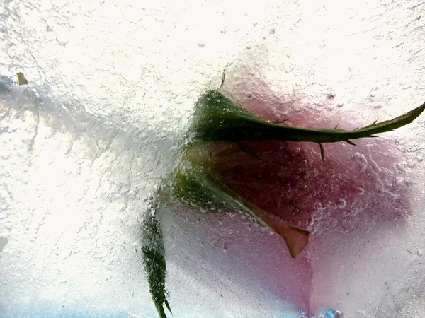 Decoração rosa rosa em água congelada, flor, natureza — Fotografia de Stock