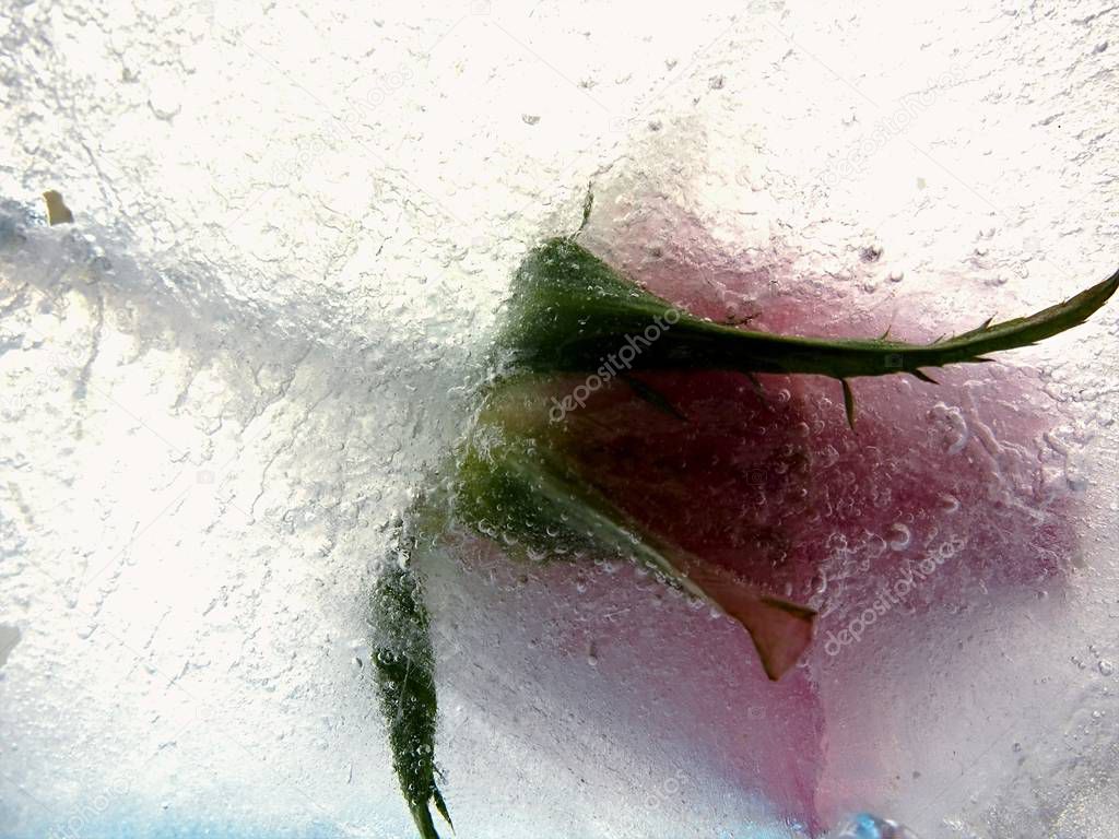 Decoration pink rose in frozen water, flower,nature