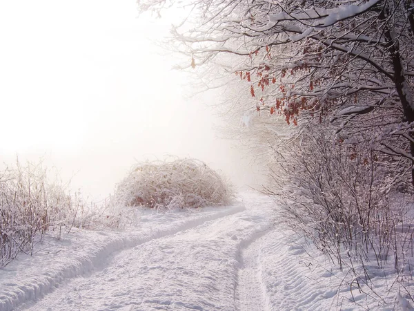Ліс потоне в снігу в холодний ранок лютого під час прогулянки — стокове фото