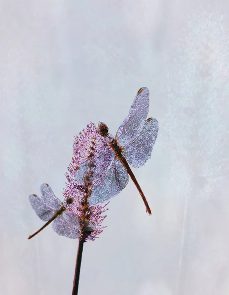 Bela libélula em um fundo azul, beleza da natureza . — Fotografia de Stock