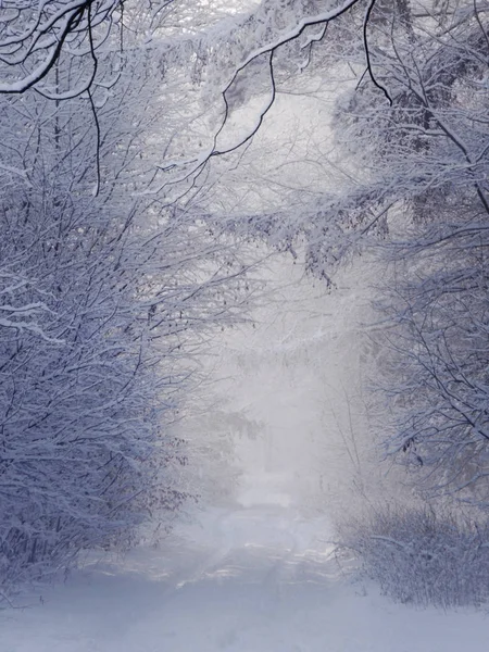 Floresta afundando na neve em uma manhã fria de fevereiro durante o passeio — Fotografia de Stock