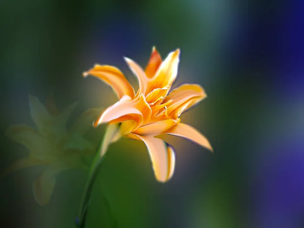 橙色百合花夏天在黑暗的背景 — 图库照片