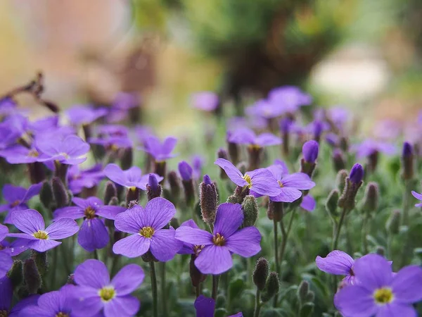 Flowers with purple petals in the spring garden view
