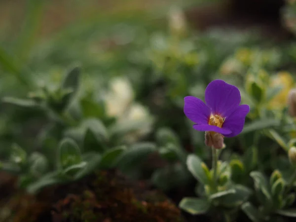 Flores com pétalas roxas na vista do jardim da primavera — Fotografia de Stock