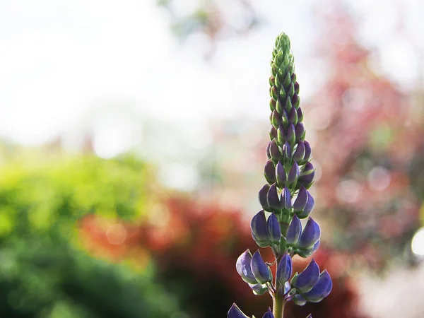 完全な太陽の庭割引で春の花 — ストック写真