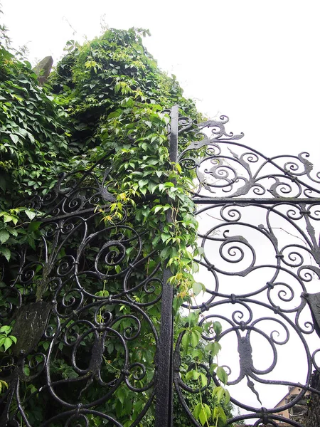 Very decorative gate forged with green ivy