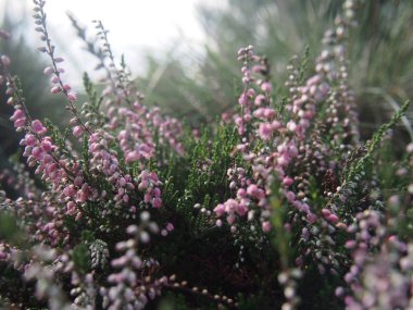 sonbaharda çiçek açan bahçede beyaz heather