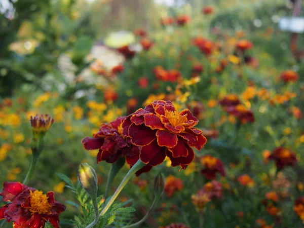 Flowering flowers in the backyard garden — Stock Photo, Image