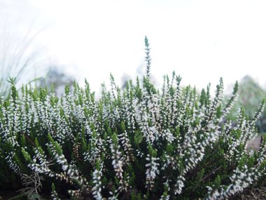 sonbaharda çiçek açan bahçede beyaz heather