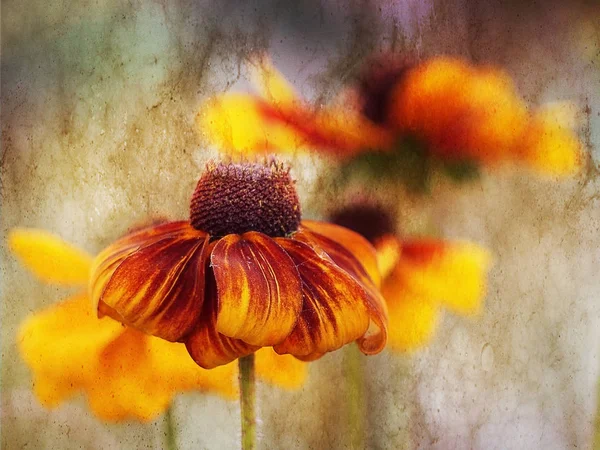 Sommerblume bemalt Rotschopf auf einem besonderen Hintergrund — Stockfoto