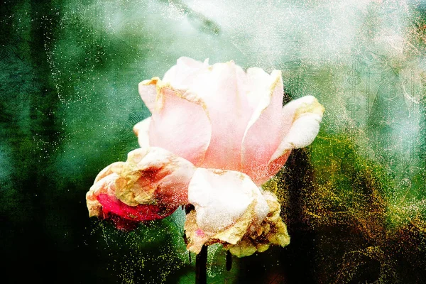Rosa branca em um fundo colorido — Fotografia de Stock