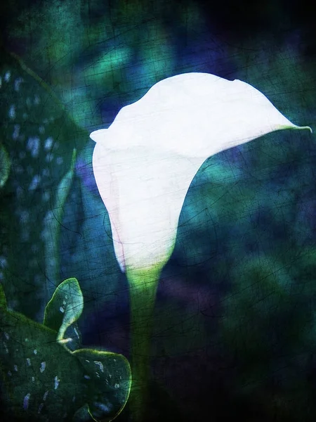 Copo floral branco no fundo escuro — Fotografia de Stock