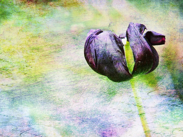 Kvetoucí fialová Tulipán na abstraktní pozadí — Stock fotografie