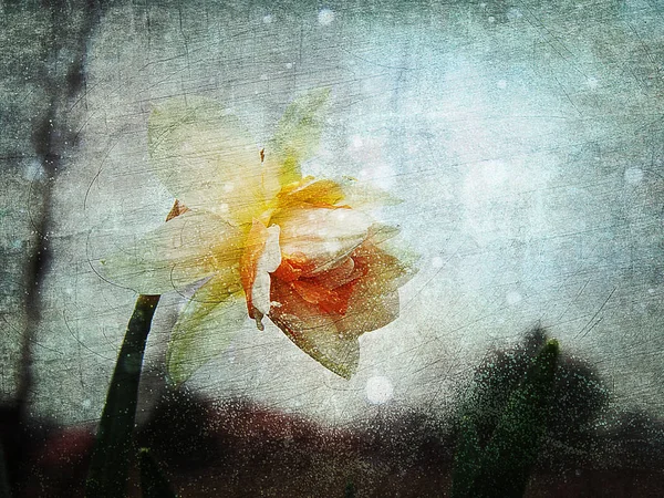 Primavera narciso flor no fundo abstrato — Fotografia de Stock