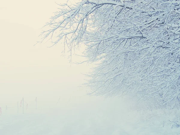 Caminhe pela floresta em uma manhã nebulosa e nevada . — Fotografia de Stock