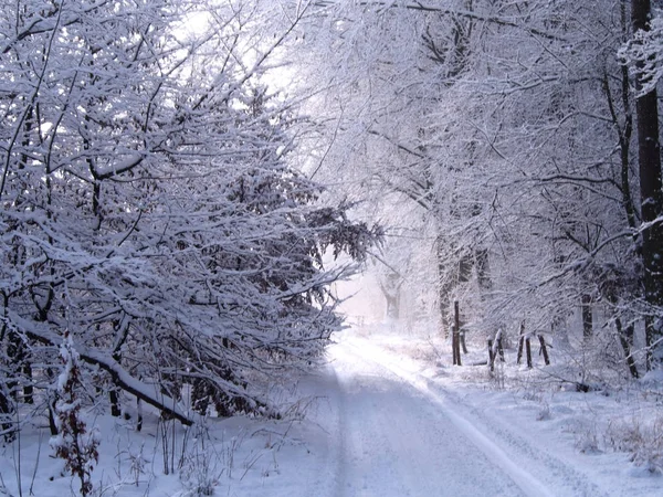 Caminhe pela floresta em uma manhã nebulosa e nevada . — Fotografia de Stock