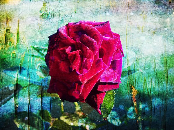 Creamy rose on abstract background
