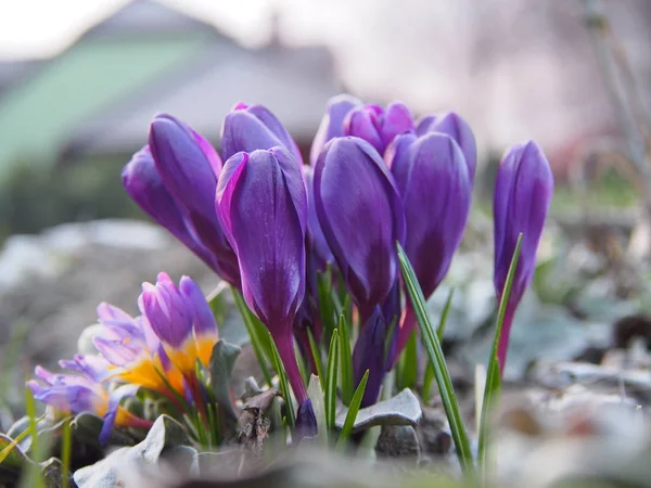 Våren blomma narcissus på abstrakt bakgrund — Stockfoto