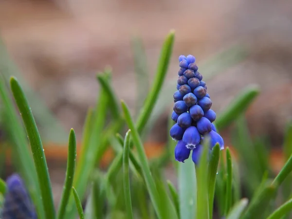 Våren blomma narcissus på abstrakt bakgrund — Stockfoto