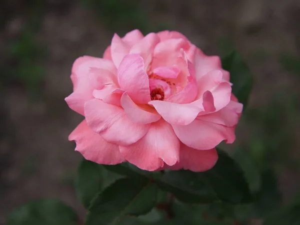 Сливочная роза на абстрактном фоне — стоковое фото