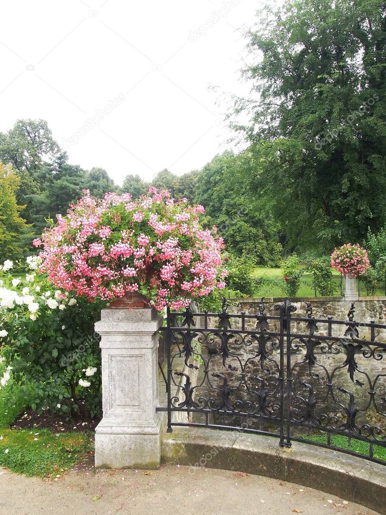 Geraniums, park, garden, flower, flower pot, decoration, pink, view composition.