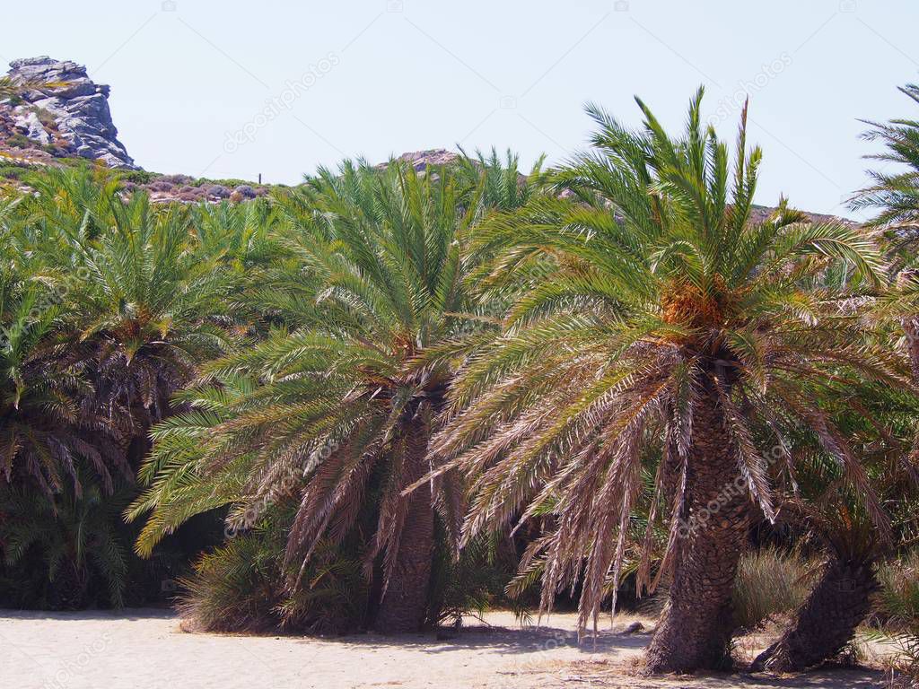 The Greek island of Crete, an asphalt road to the date beach of Vai.