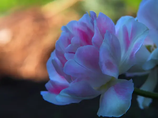 Fleur de printemps narcisse sur fond abstrait — Photo