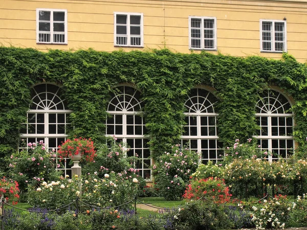 Schlingpflanzen an der Fassade des Palastes in lacnut. — Stockfoto