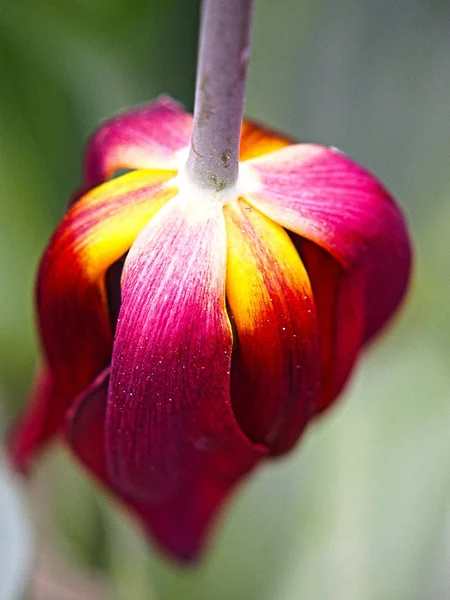 Tulipano Rosso Fiore Femminile Primaverile — Foto Stock