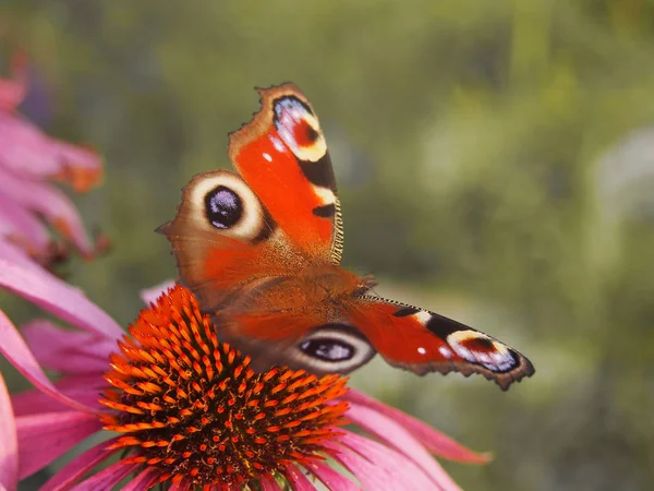 Butterfly European peacock on a coneflower inflorescence. — Stock Photo, Image