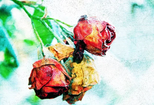 Roses Light Pastel Background — Stock Photo, Image