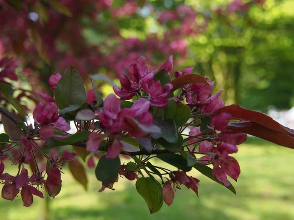 Flowers Blooming Ornamental Apple Tree — Stock Photo, Image