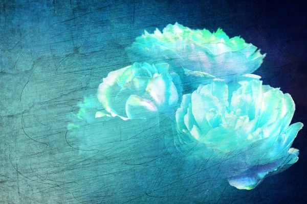 Rosas Brancas Fundo Azul — Fotografia de Stock