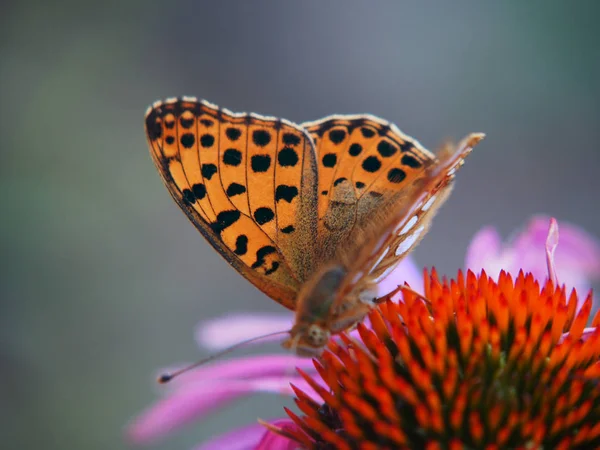 Beautiful Butterfly Coneflower Flower Garden — Stock Photo, Image
