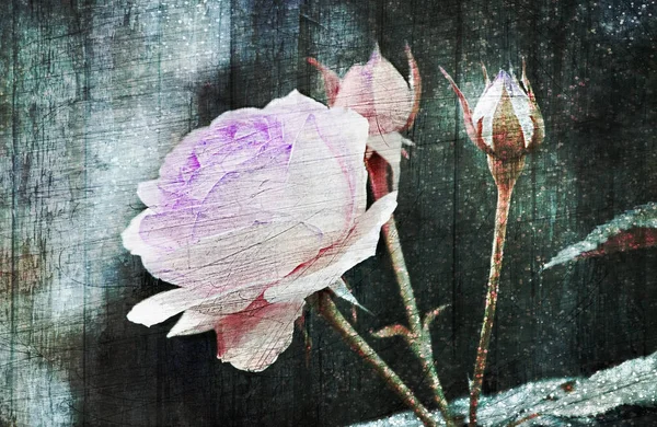Inglês Rosa Branco Rosa Fundo Pastel Escuro — Fotografia de Stock